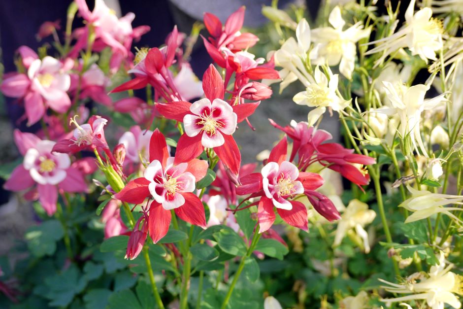Image of a red columbine flower.