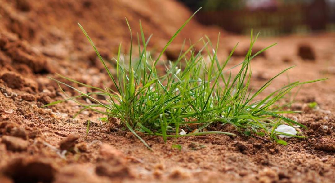 5 Steps To Improve Drainage In Clay Soil Lawns
