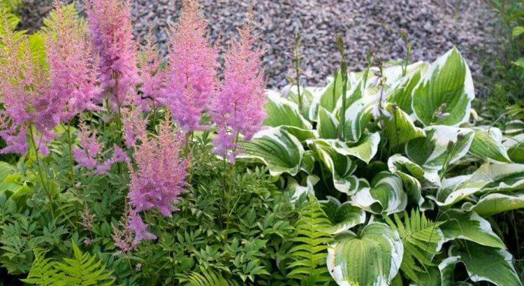 24 Easy To Grow Low-Maintenance Perennial Flowers