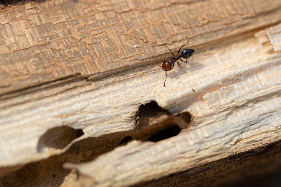 Identify carpenter ant nest look like