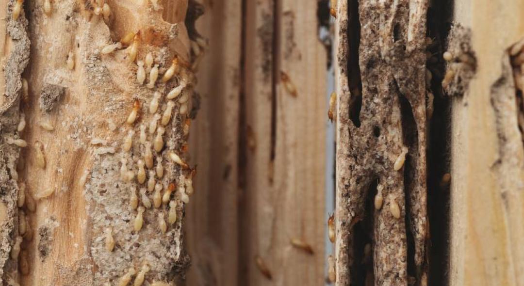 Termites In Wall: Signs, Prevention, And Treatment