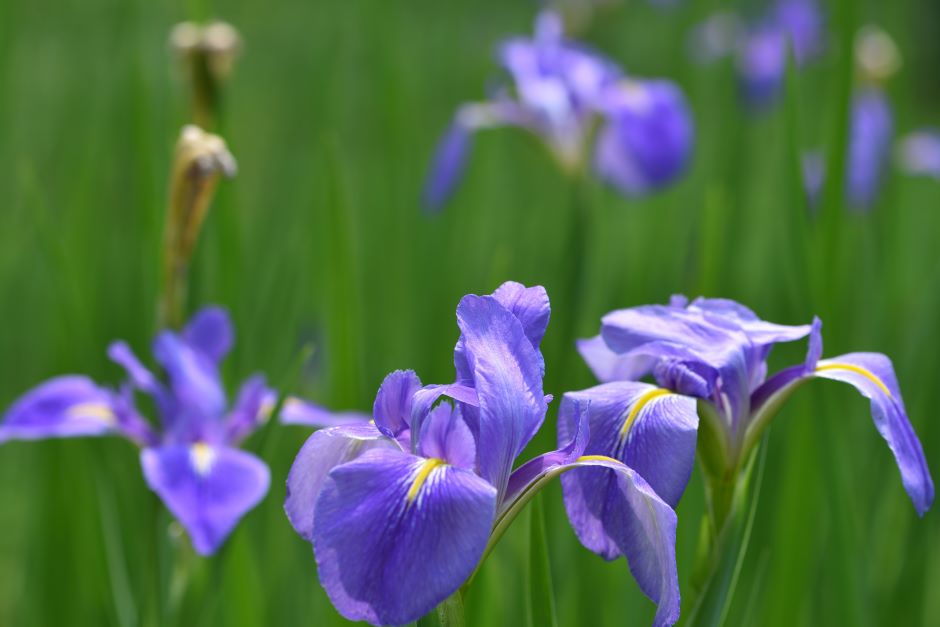 Image of a purple iris flower.