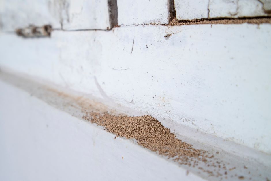 Termite droppings on wall
