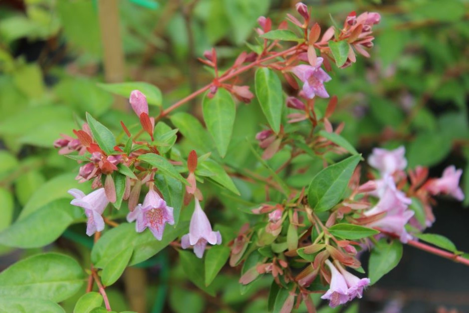 Abelia shrub, known for its beautiful flowers