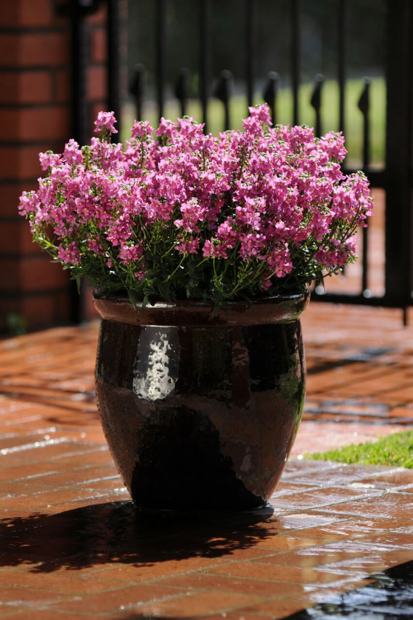 The nemesia is great for growing in pots. Source: Country Living