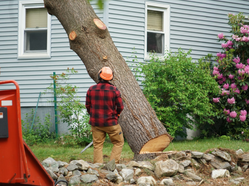 What is the Best Time of Year for Tree Removal