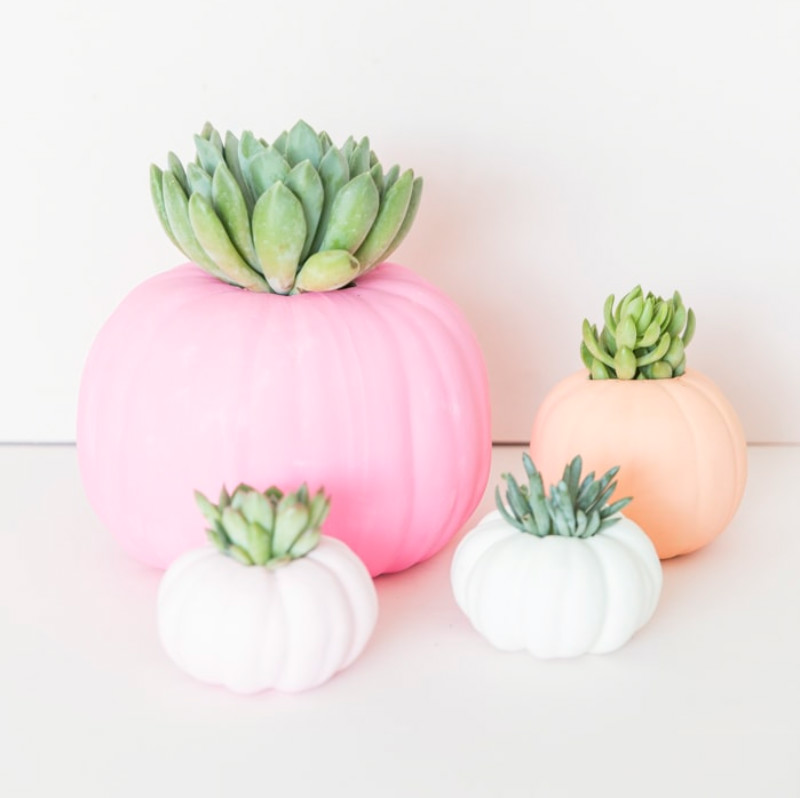 Succulents are great additions for your home year-round. Source: Best Friends For Frosting