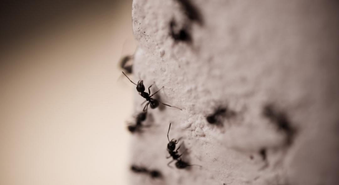 9 Steps On How To Get Rid Of Carpenter Ants In Walls
