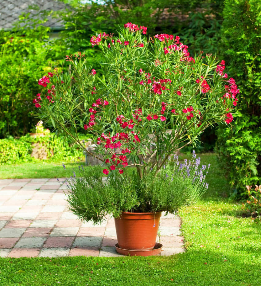 Know which plants need sunlight and place them properly.