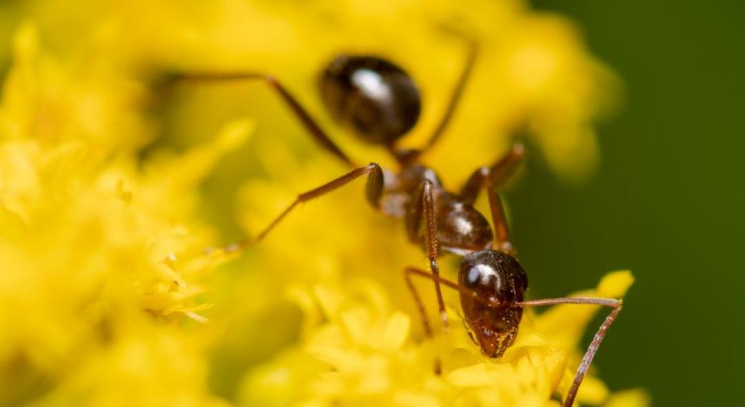 5 Common Signs Of Carpenter Ants In Your House