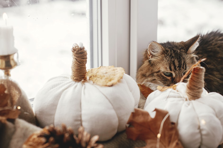 A domesticated house cat sitting next to pillow shaped pumpkins