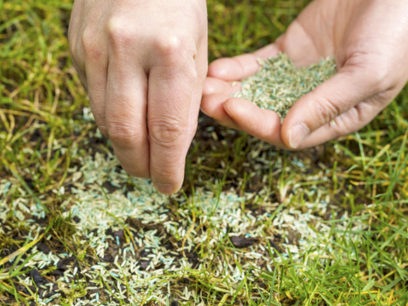 The Two Best Ways To Repair Dead Spots In Your Lawn
