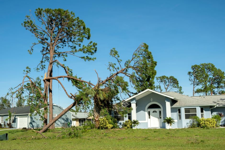 Image of an entire tree fallen on top of a house. The house is blue.