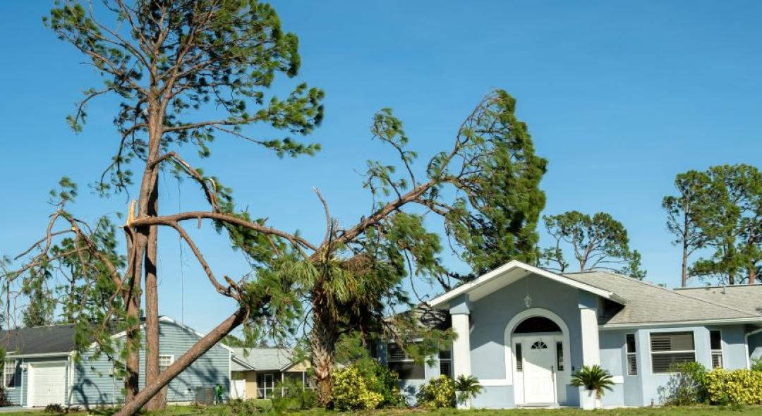 Repairing Roof For Tree Damage: The Right Way To Do It