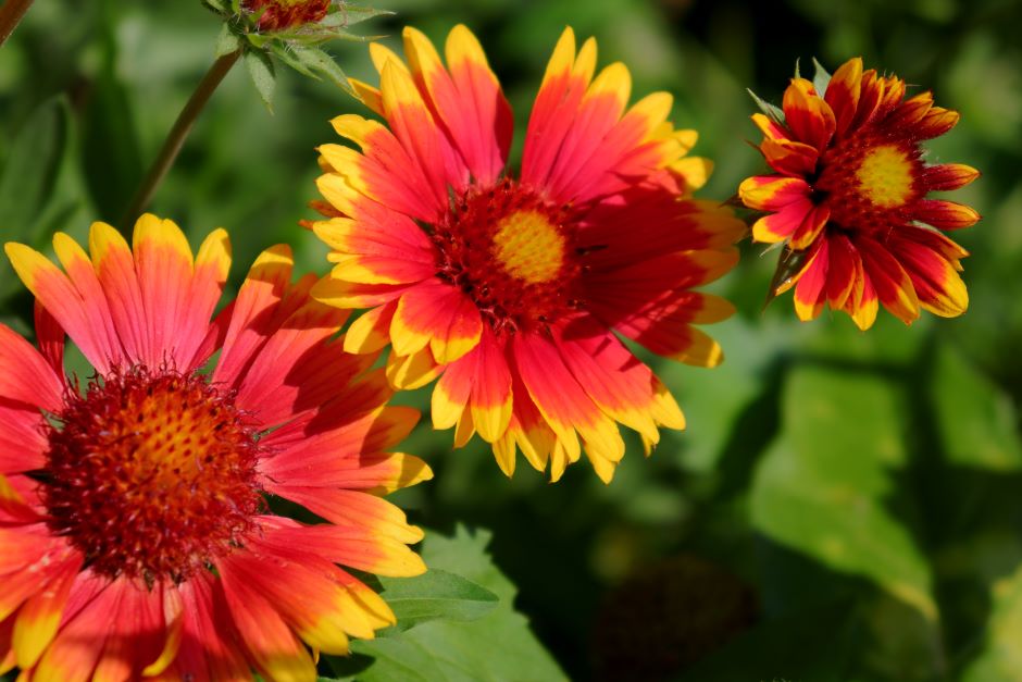 Image of a red and yellow blanket flower.