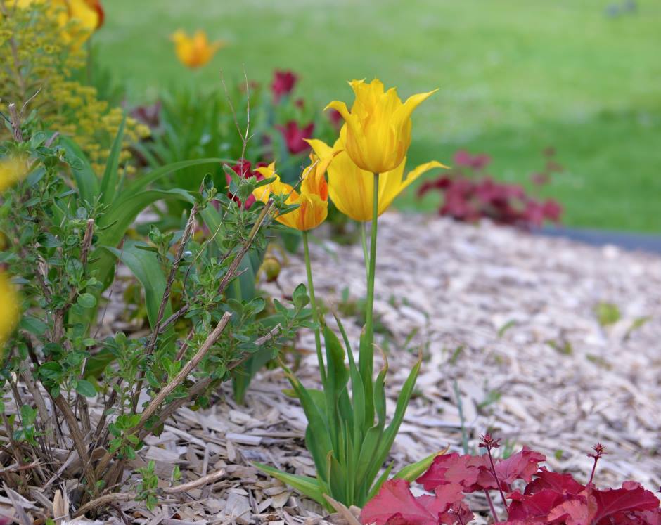 3 yellow tulips blooming in a flowerbed