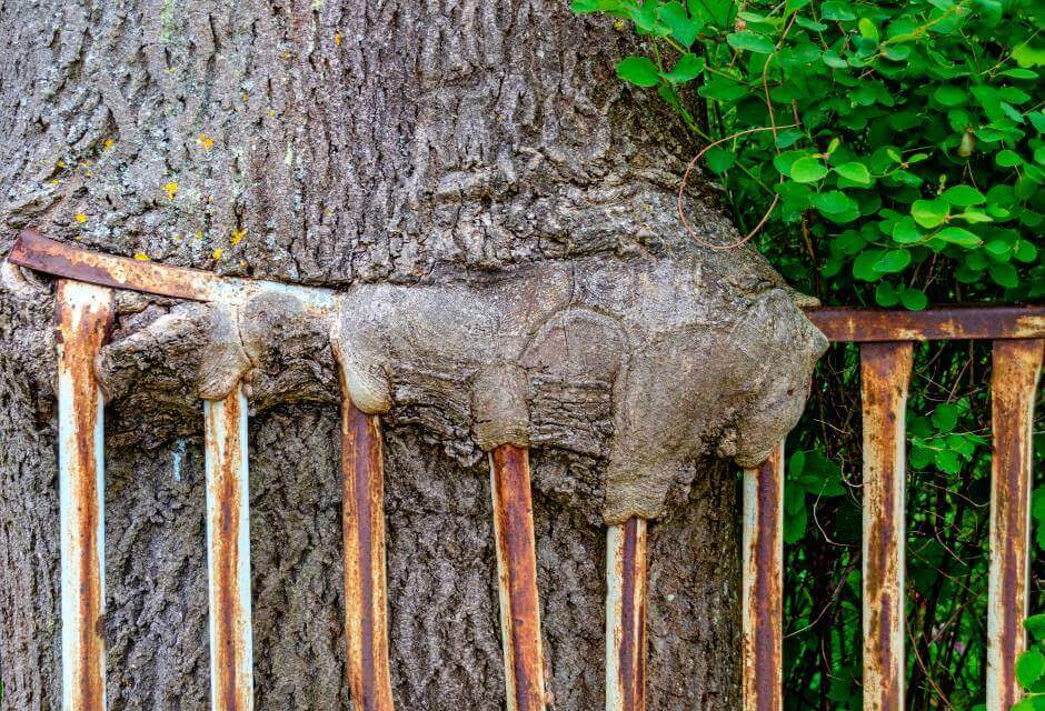 Tree that grew over the fence