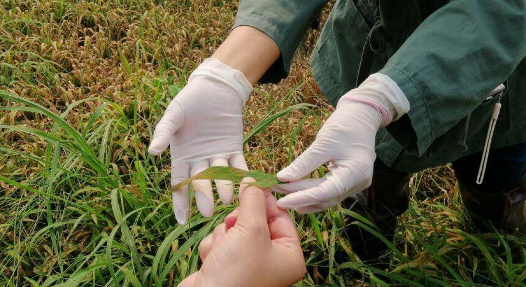 9 Common Turf Diseases And How To Treat Them