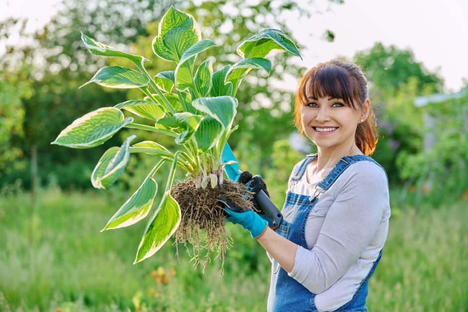 Backyard low-maintenance landscaping ideas