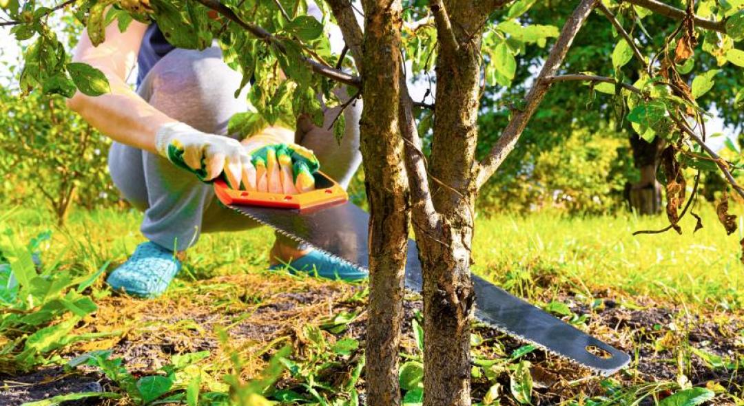 How To Choose The Right Tree Cutting Equipment For Your Needs?