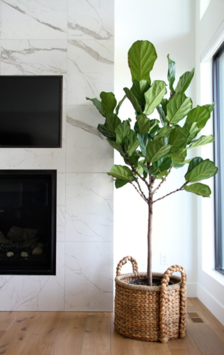 The fiddle leaf-fig is a big and classy tree.