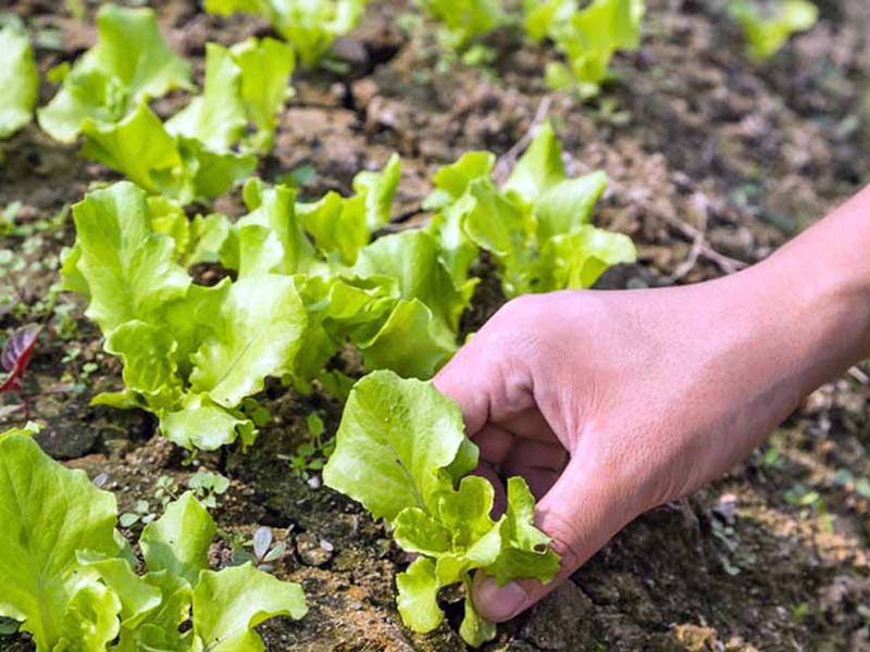 Lettuce is popular for a reason – easy to plant and very light on any diet.