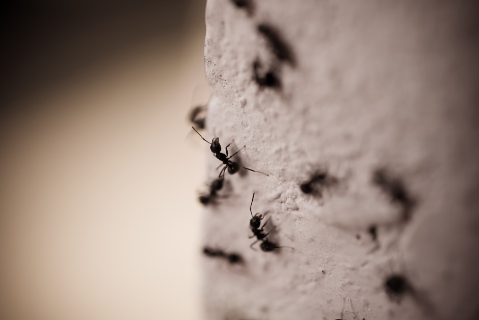 How to get rid of carpenter ants in walls