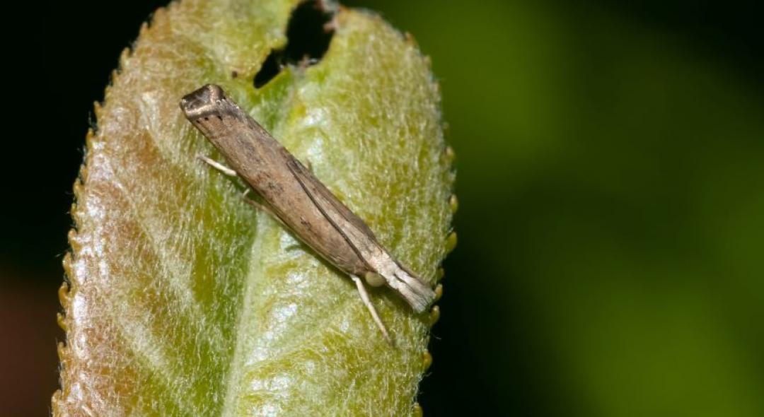 How to Avoid and Handle Sod Webworm
