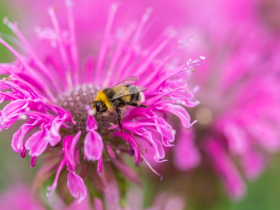 Image of a pink bee balm flower. There is a bee landed on the flower.