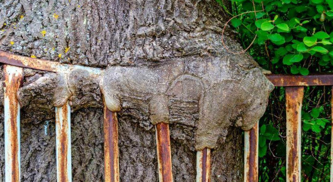 5 Ways To Solve A Tree Growing Around Your Fence
