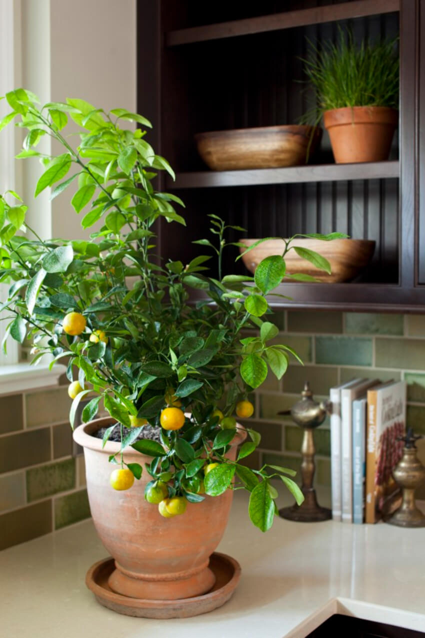 Have a lemon supply at home with this plant.
