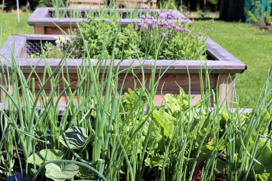 How to get success with your raised bed gardening