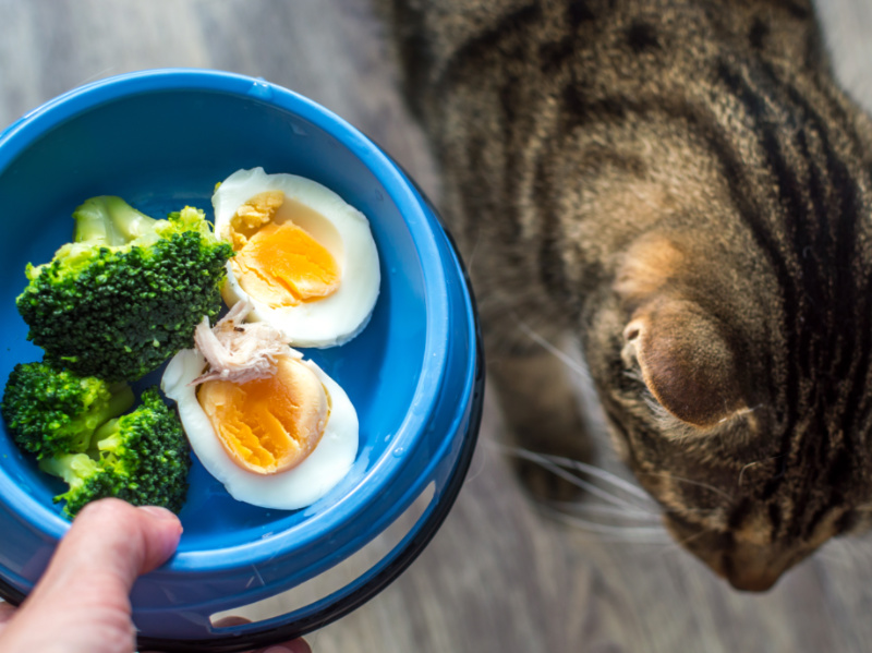 14 Human Foods Cats Can and Cannot Eat