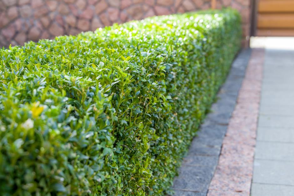 Green fence with boxwood shrubs.