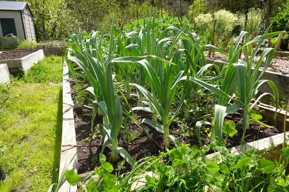  Layer raised vegetable garden