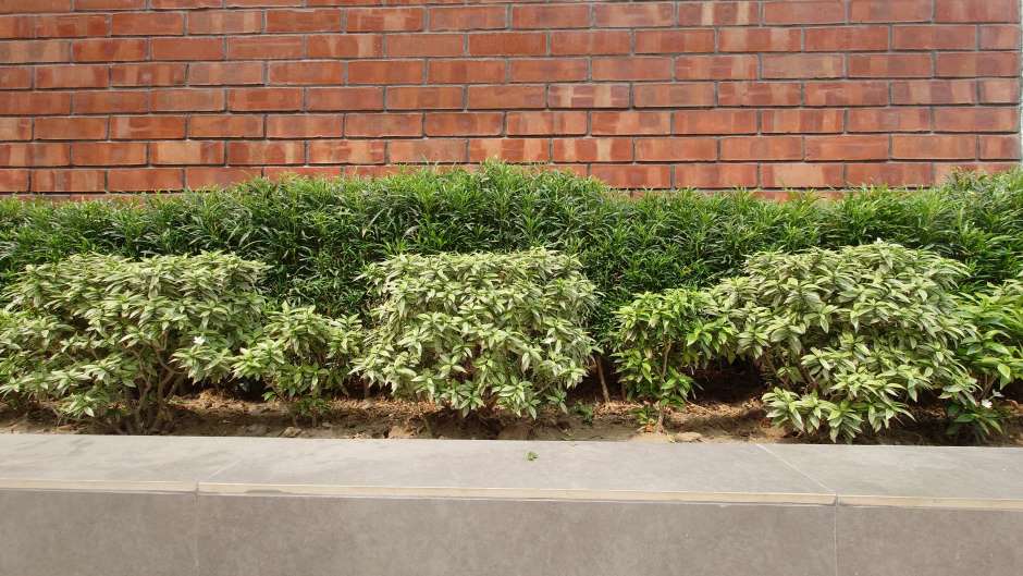 Several evergreen bushes on the side of a building