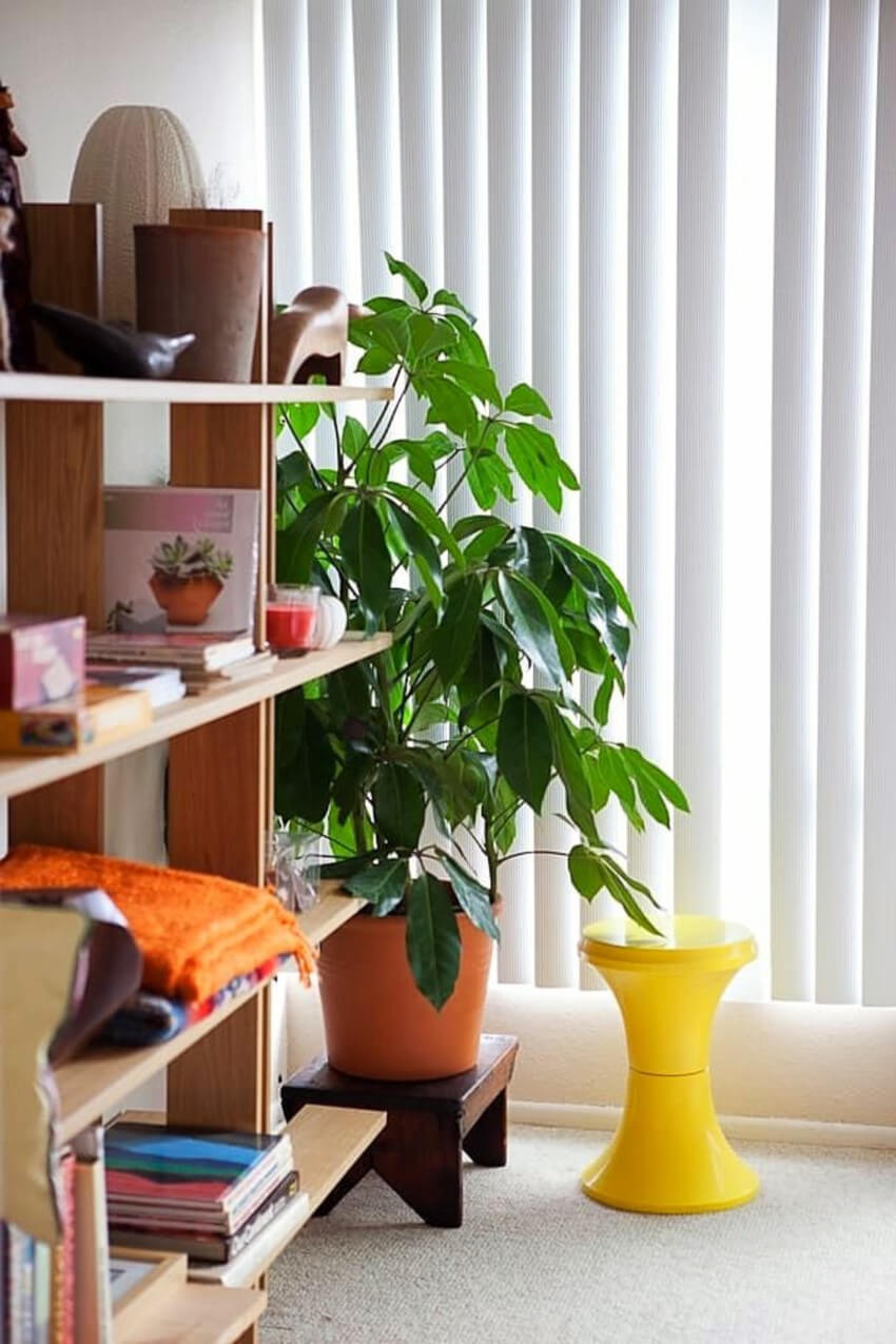 Make a statement with a gorgeous umbrella plant.