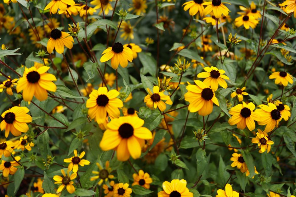 Image of a yellow black-eyed susan flower.