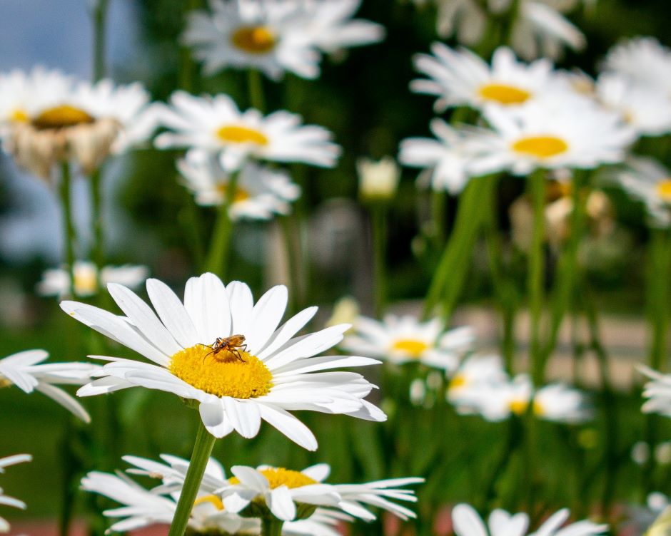Image of a white shasta daisy flower.