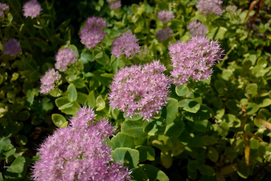 Image of lilac stonecrop flowers.