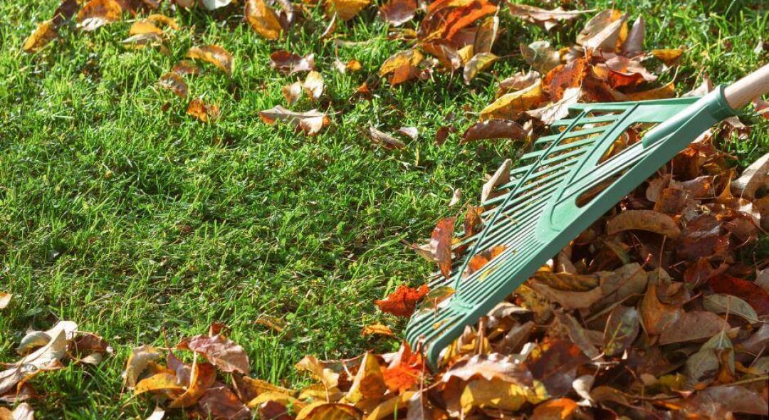 7 Essential Steps for a Successful Fall Yard Cleanup