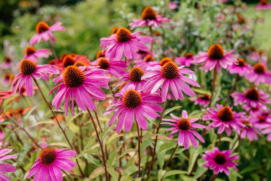 Image of a pink coneflower.