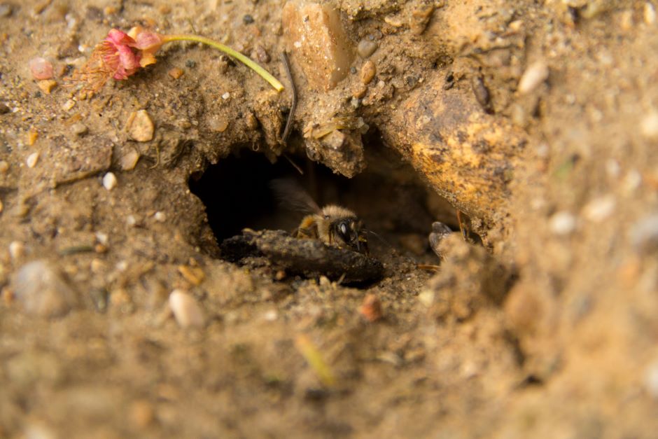 A bee in a small hole in the ground