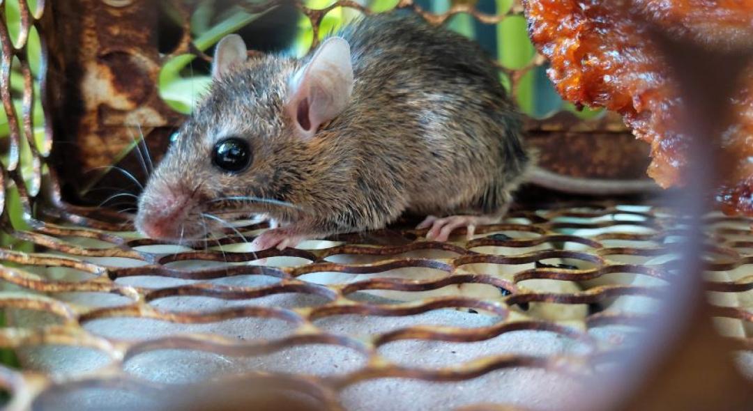 9 Signs Of Rodent Infestation And How To Clean Up This Fall