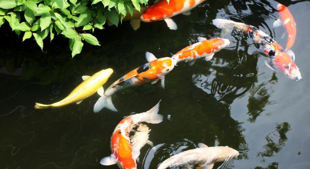 How To Build Your Own Backyard Koi Pond?