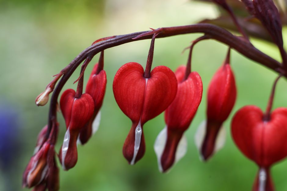 Image of a red bleeding heart flower.